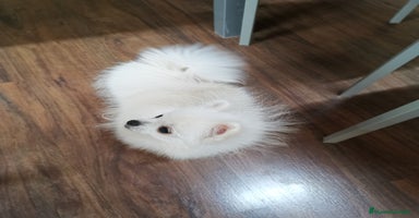Pomerania perros - Anuncio 4