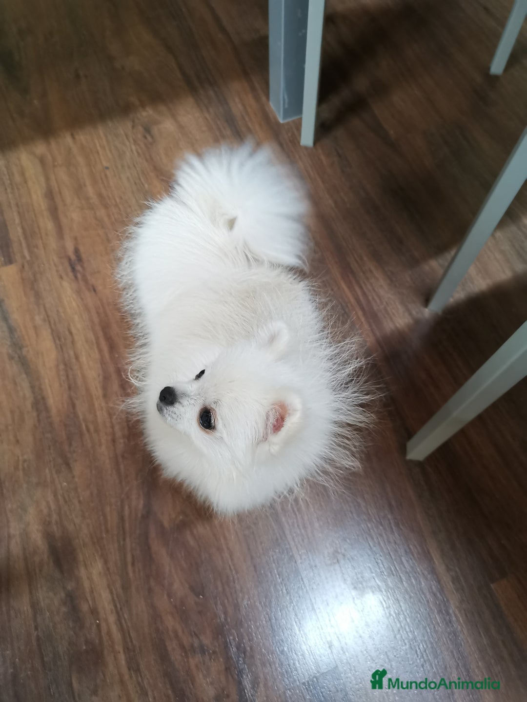 Pomerania perros en venta: Pomerania hembra 1,500kg 6,5meses - Imagen 3