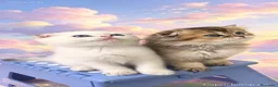Británico de Pelo Corto gatos en venta: Británicos y Scottish Fold gatitos  - Anuncio 5