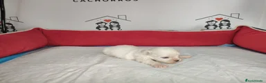 Bichón Maltés Cachorro 3