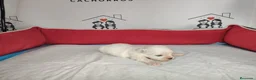 Bichón Maltés perros en venta: bichon maltes  - Anuncio 4