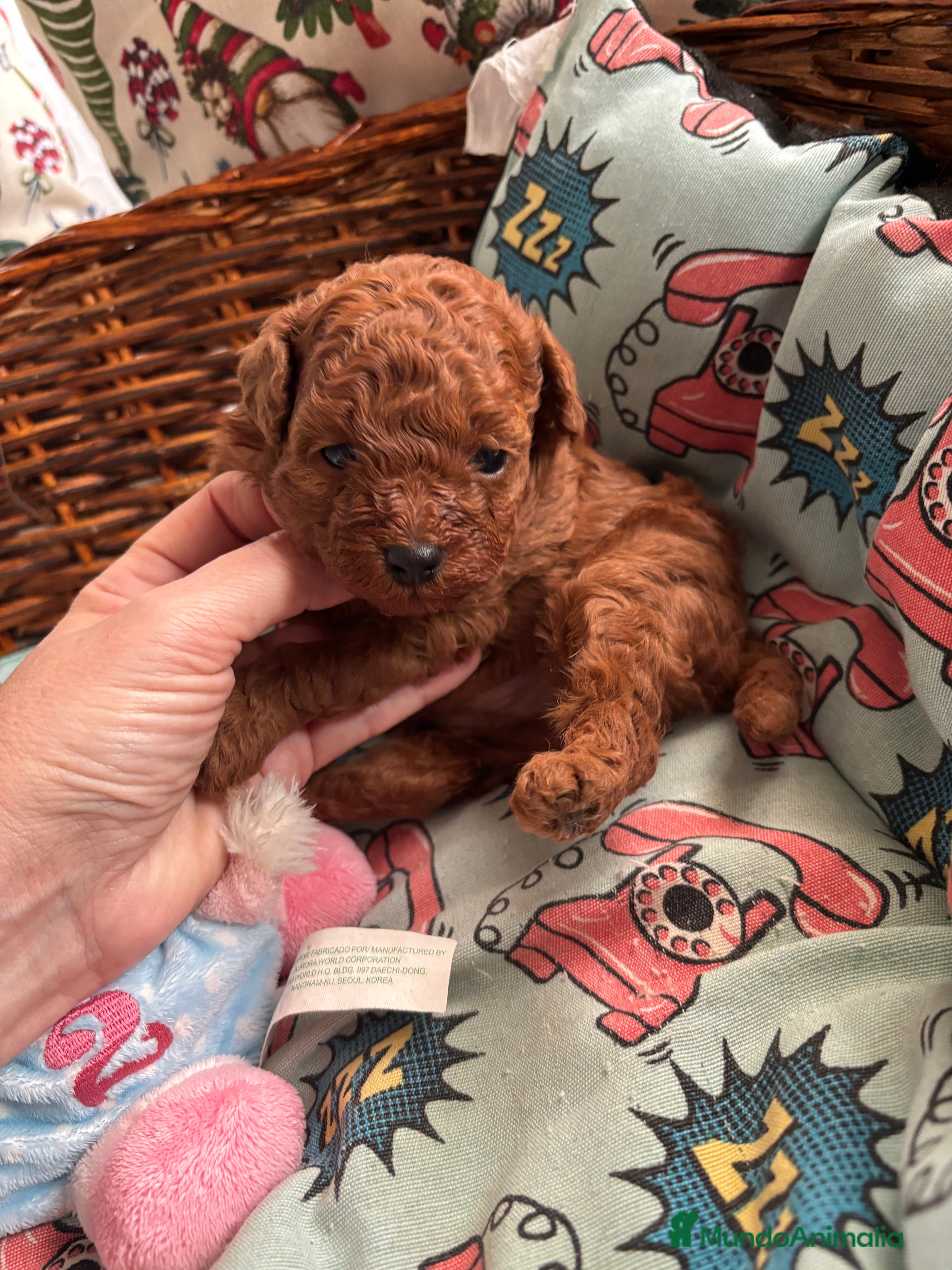 Caniche Toy perros  Caniche toy rojo  - Anuncio 3