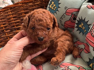 Caniche Toy perros Caniche toy rojo - Anuncio 1