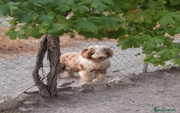 Perro de Agua Español perros en venta: Cachorros perros de agua - Imagen 2