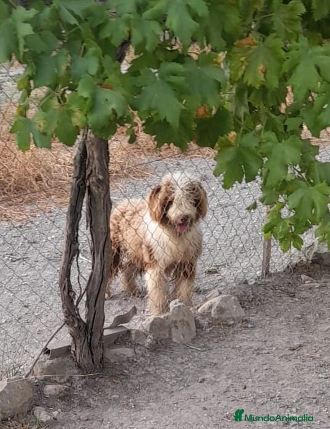 Perro de Agua Español perros en venta: Cachorros perros de agua - Imagen 2