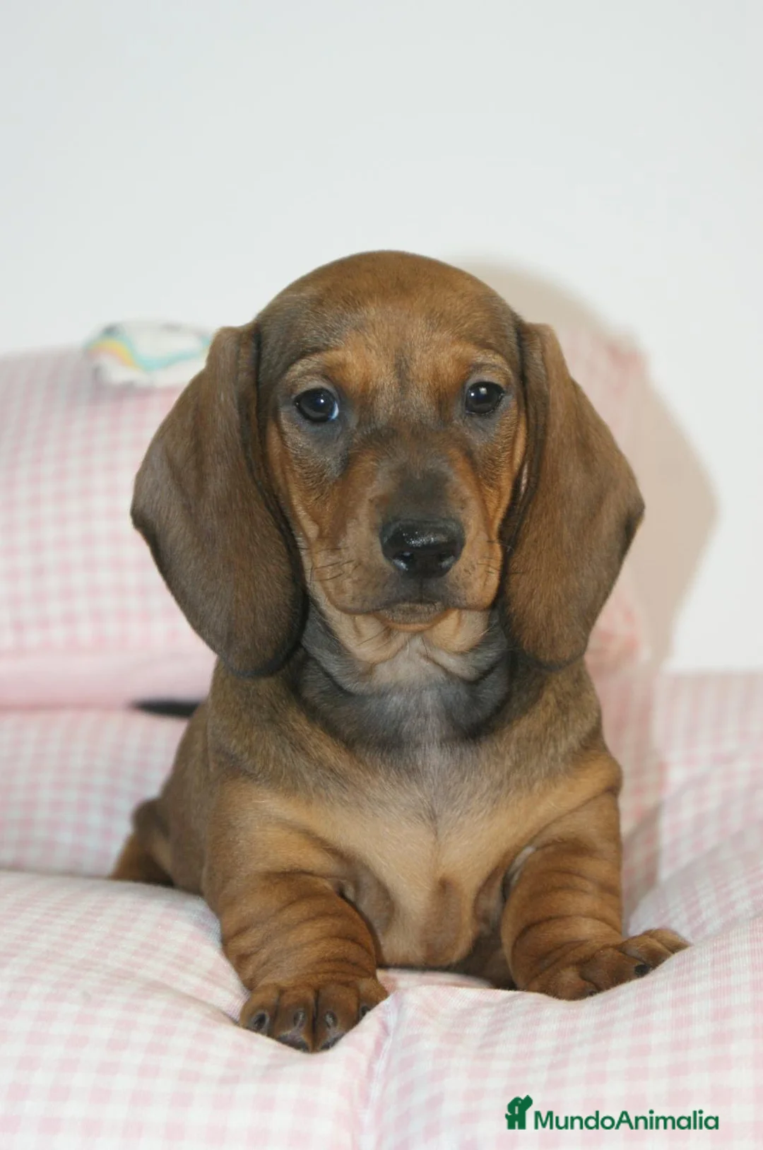 Teckel perros en venta: CACHORRITOS DE TECKEL STANDARD  - Anuncio 2