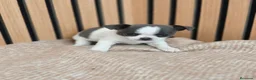 Chihuahua perros en venta: Chihuahua Toy machos disponibles  - Anuncio 8