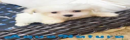 Bichón Maltés perros en venta: Bichon Maltés Macho de Kusita2 6886 - AQUANATURA en Barcelona - Anuncio 6