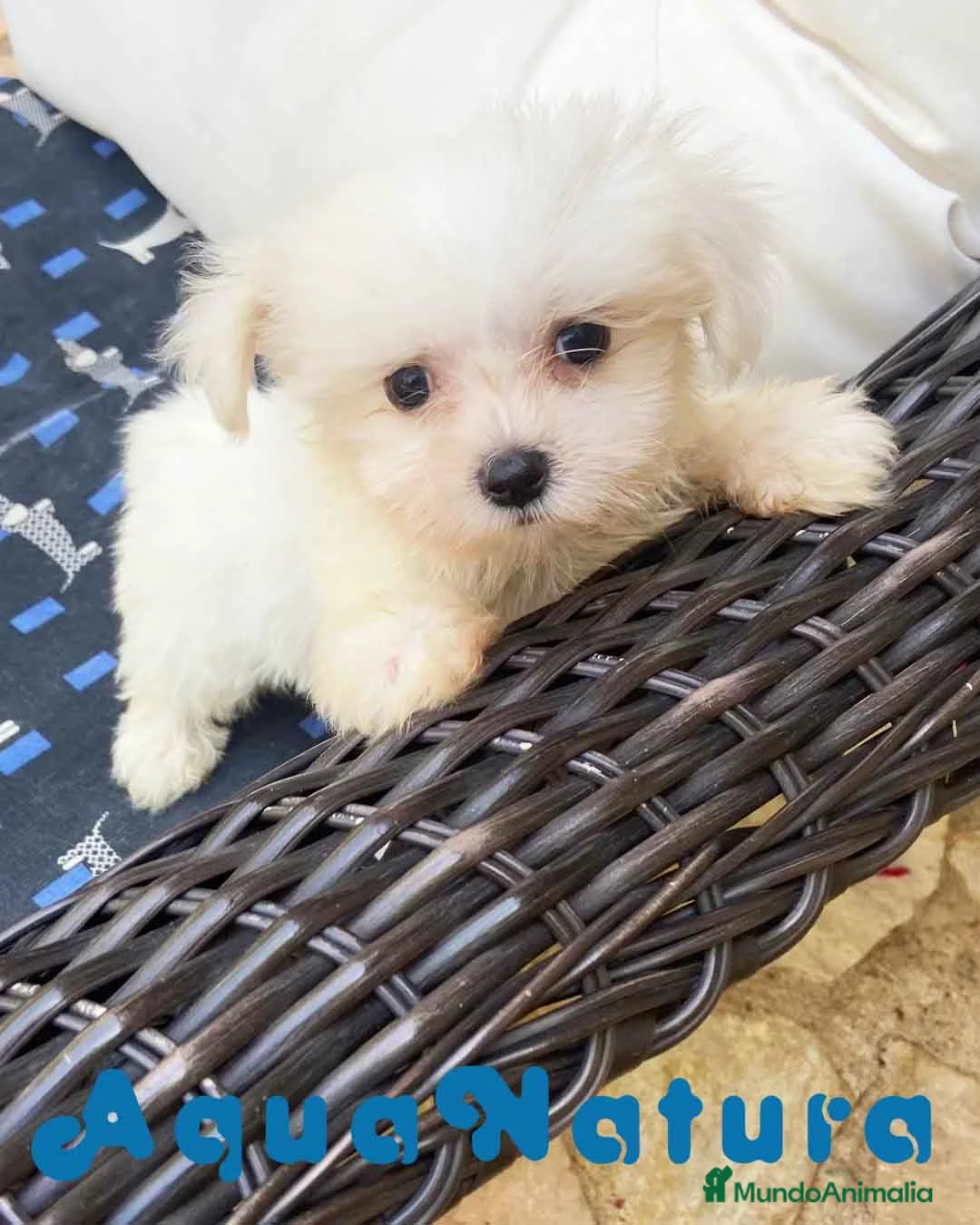 Bichón Maltés perros en venta: Bichon Maltés Macho de Kusita2 6886 - AQUANATURA en Barcelona - Anuncio 6