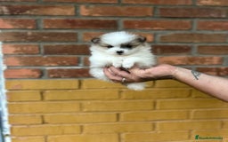 Pomerania perros en venta: Pomerania  - Imagen 2