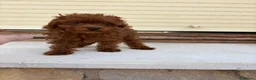 Caniche Toy perros en venta: Caniche Toy rojo intenso  - Anuncio 1
