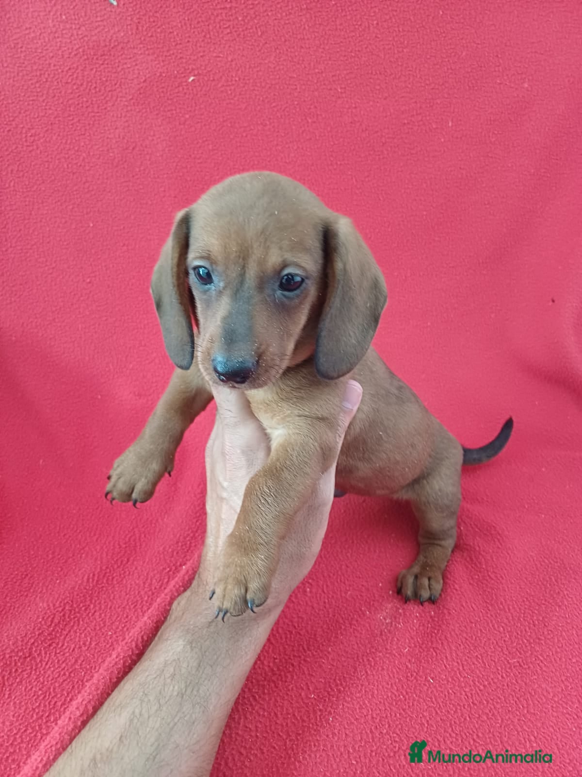 Teckel Miniatura perros Teckel Mini  - Anuncio 17