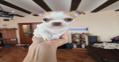 Chihuahua perros Chihuahua miniatura  - Anuncio 5