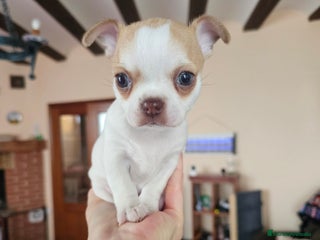 Chihuahua perros Chihuahua miniatura - Anuncio 10