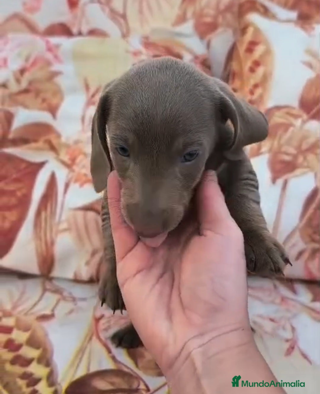 Teckel perros Teckel MINI - Anuncio 7