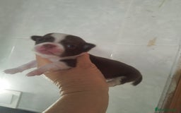 Chihuahua perros en venta: CHIHUAHUA MACHO DE BOLSILLO  - Imagen 4