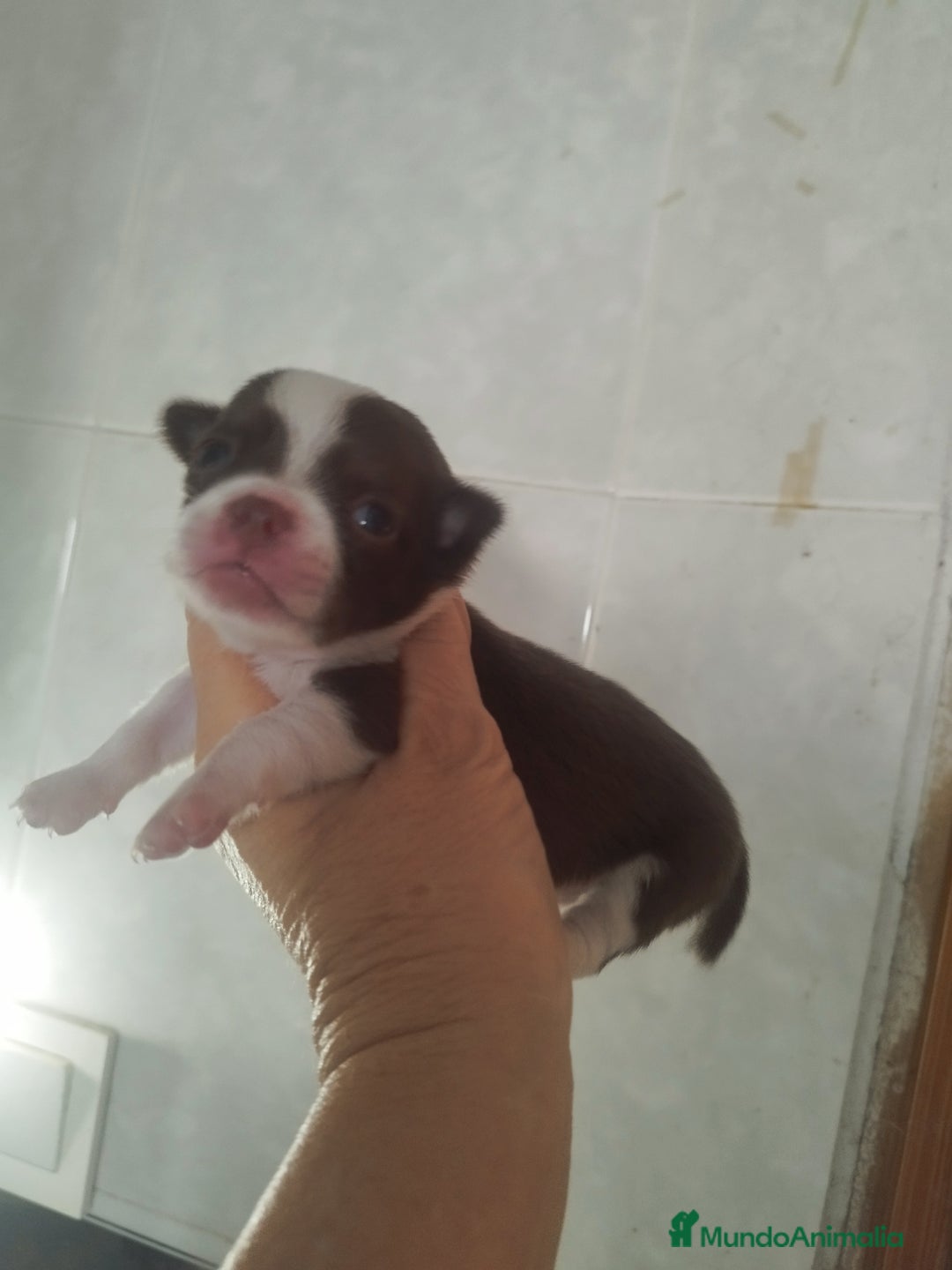 Chihuahua perros en venta: CHIHUAHUA MACHO DE BOLSILLO  - Imagen 4