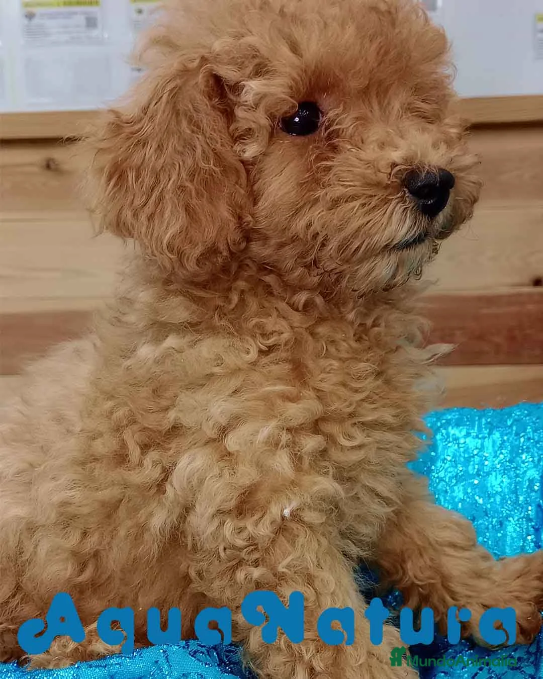 Caniche Enano perros en venta: Caniche Hembra de Camila y Can 6156 - AQUANATURA en Barcelona - Anuncio 2