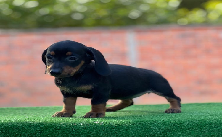 Teckel Miniatura perros - Anuncio 1