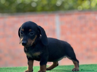 Teckel Miniatura perros - Anuncio 4