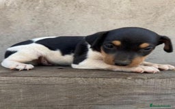 Ratonero Bodeguero Andaluz perros en venta: Macho bodeguero - Imagen 2