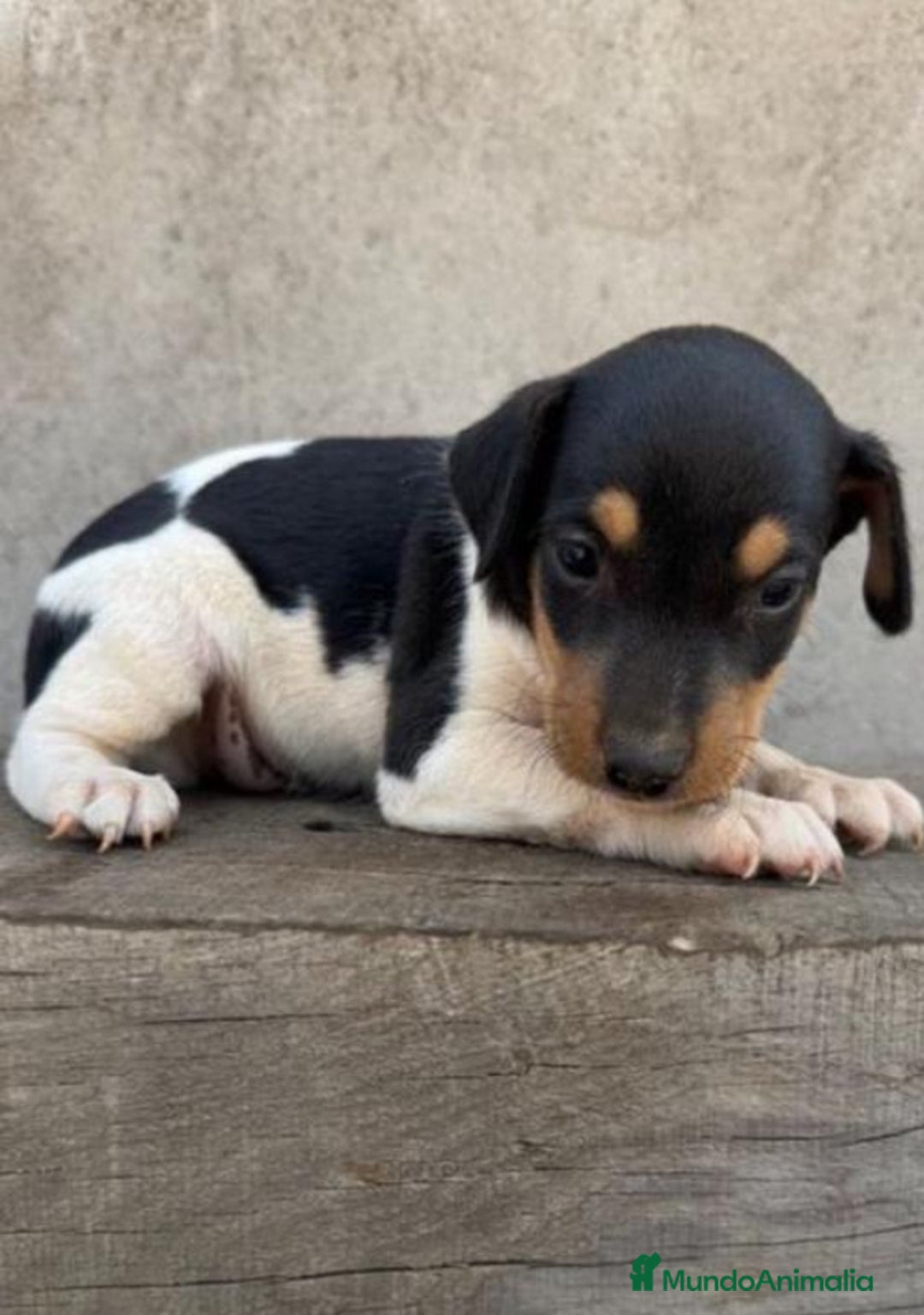 Ratonero Bodeguero Andaluz perros en venta: Macho bodeguero - Imagen 2