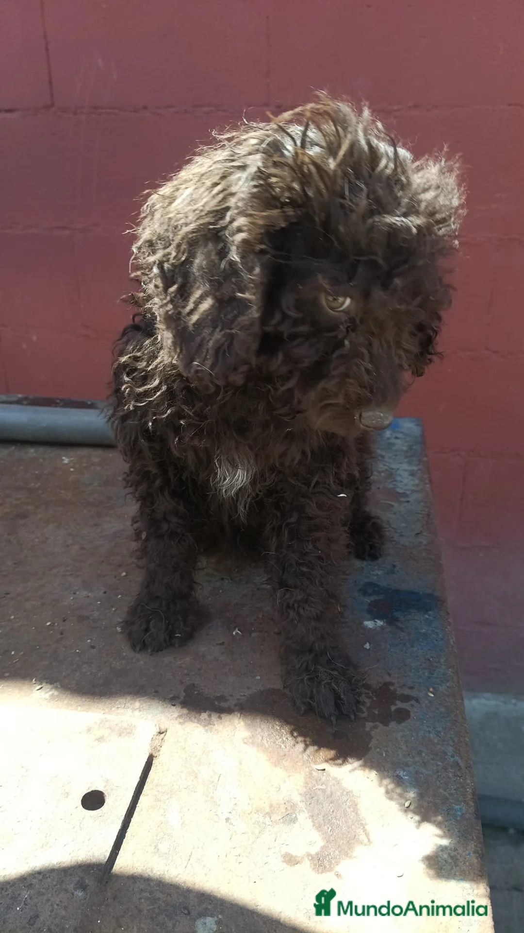 Perro de Agua Español perros en venta: Última hembra perro de agua chocolate 🐶🐾 - Anuncio 1