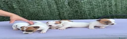 Jack Russell Terrier perros en venta: Jack russell terrier  - Anuncio 8