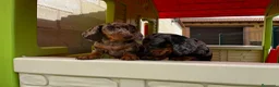 Teckel perros en venta: Teckel Arlequin  - Anuncio 2