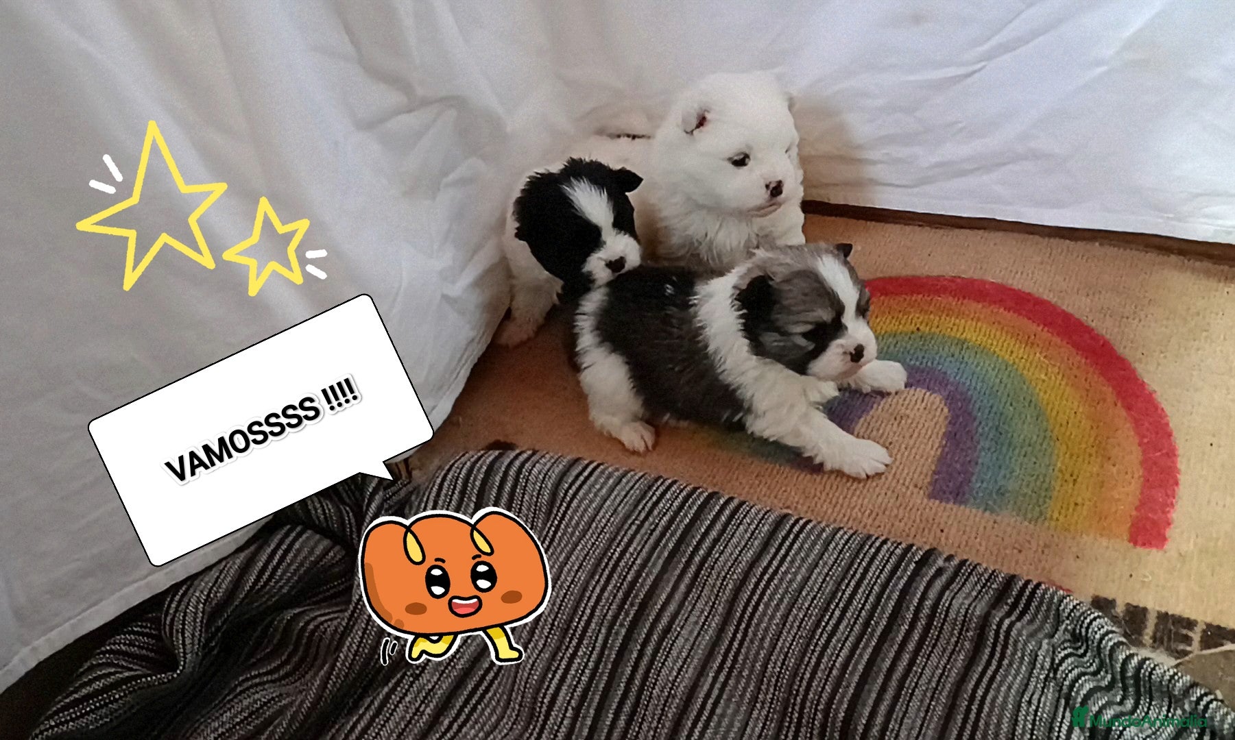 Pomerania perros POMERANIAS PRECIOSOS - Anuncio 4