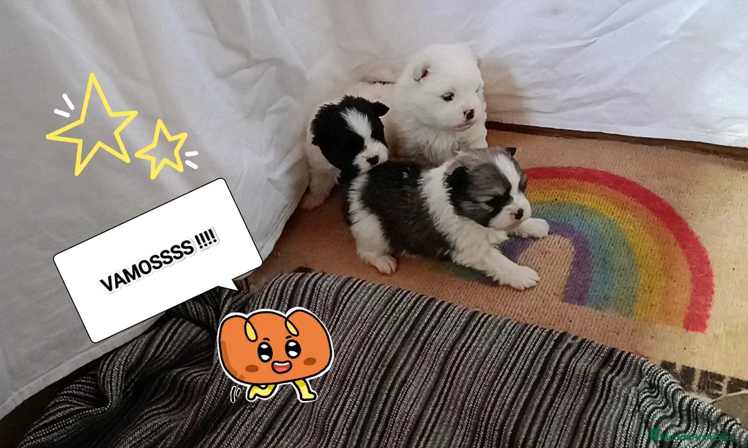 Pomerania perros en venta: POMERANIAS PRECIOSOS - Anuncio 1