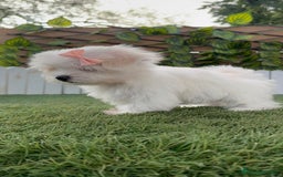 Bichón Maltés perros en venta: BICHON MALTES HEMBRA ENVIO A TODA ESPAÑA - Imagen 8