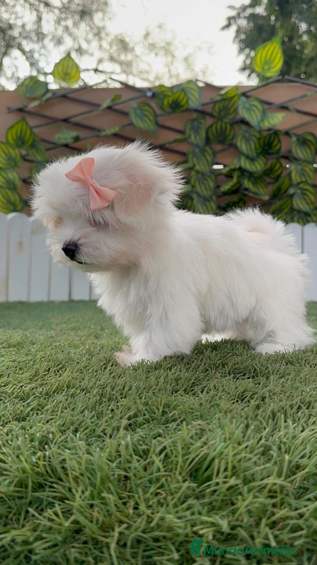 Bichón Maltés perros en venta: BICHON MALTES HEMBRA ENVIO A TODA ESPAÑA - Imagen 8