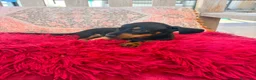 Teckel Miniatura perros en venta: Teckel kaninchen  - Anuncio 4