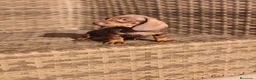 Teckel Miniatura perros en venta: Teckel Mini chocolate hembra y macho  - Anuncio 1