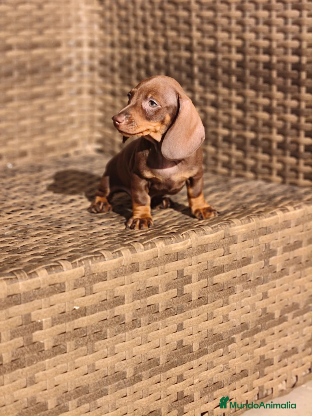 Teckel Miniatura perros en venta: Teckel Mini chocolate hembra y macho  - Anuncio 1