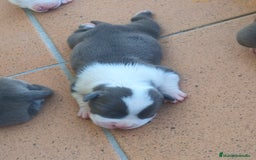 American Staffordshire-Terrier perros en venta: ✨Camada exclusiva Amstaff Blue–Pedigree y calidad✨ - Imagen 4