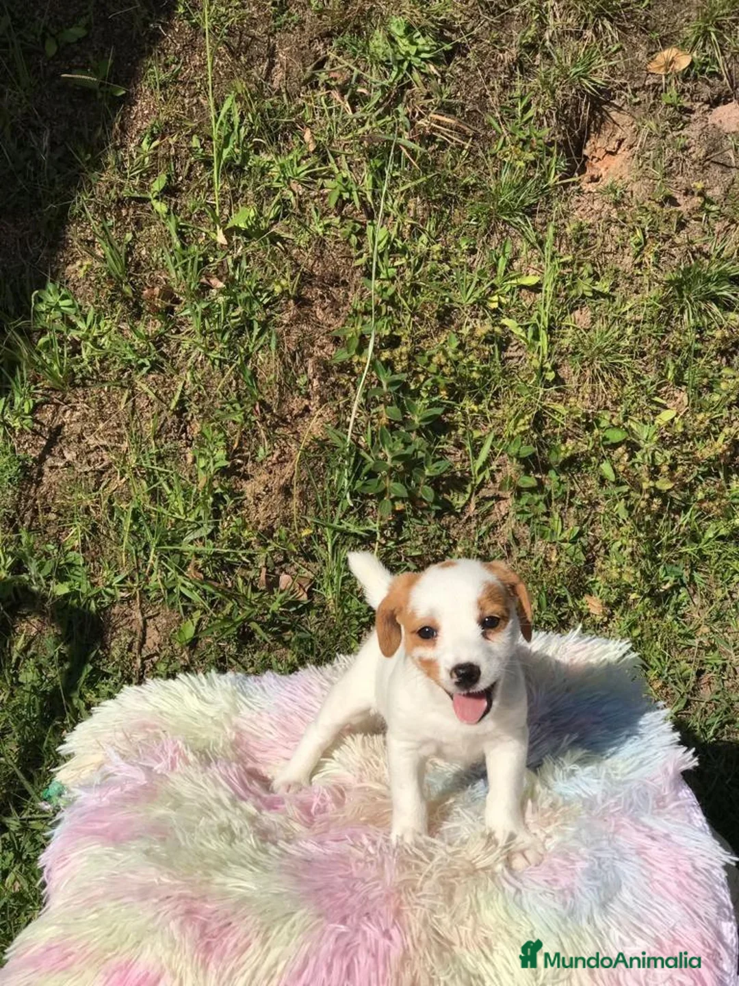 Jack Russell Terrier perros en venta: Cachorrillos Jack Russell Terrier !! - Anuncio 8