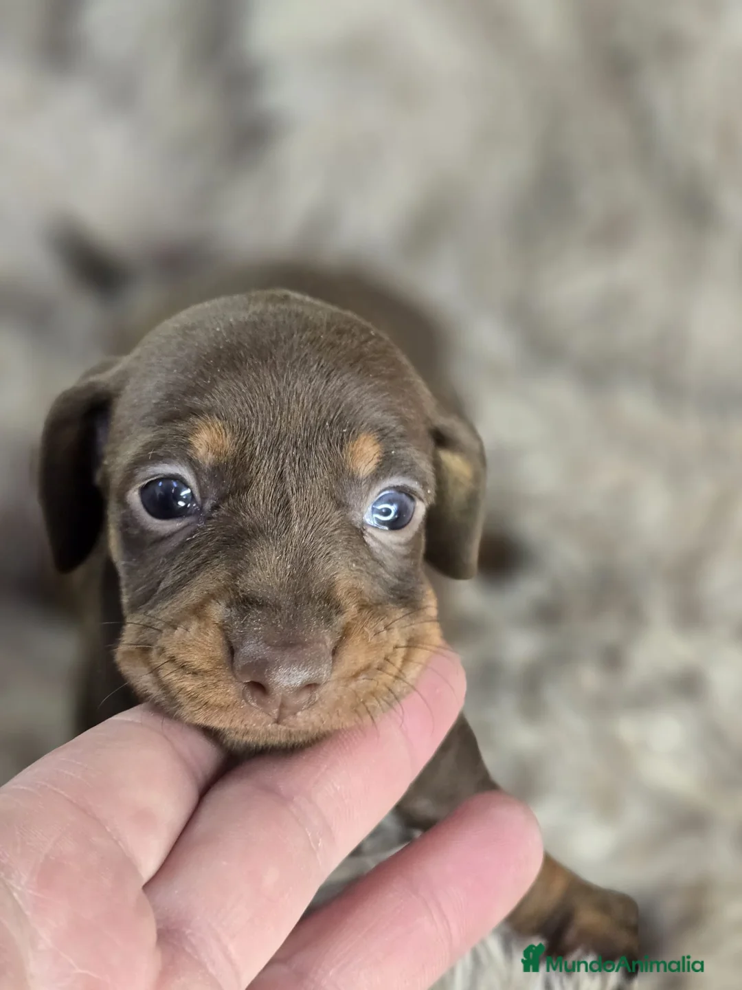 Teckel perros en venta: Venta de teckel kanichen y miniatura. - Anuncio 2