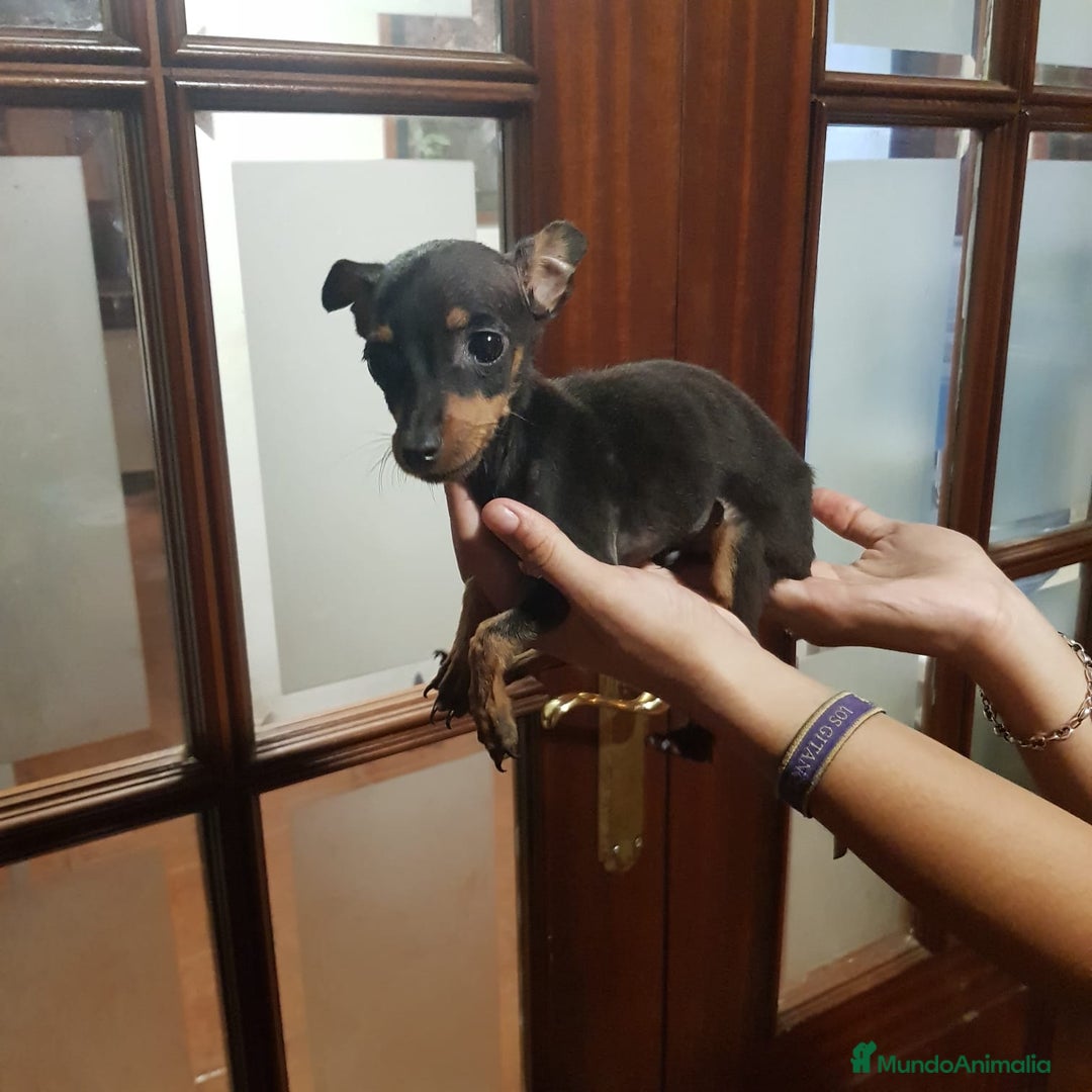 Ratón de Praga perros en venta: Ratón de praga  - Imagen 2