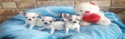 Chihuahua perros en venta: CACHORROS CHIHUAHUA - Anuncio 3