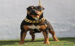 American Pit Bull Terrier perros en venta: American pitbull terrier mejor criadero de España  - Imagen 1