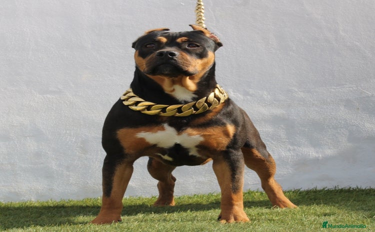 American Pit Bull Terrier perros - Anuncio 13