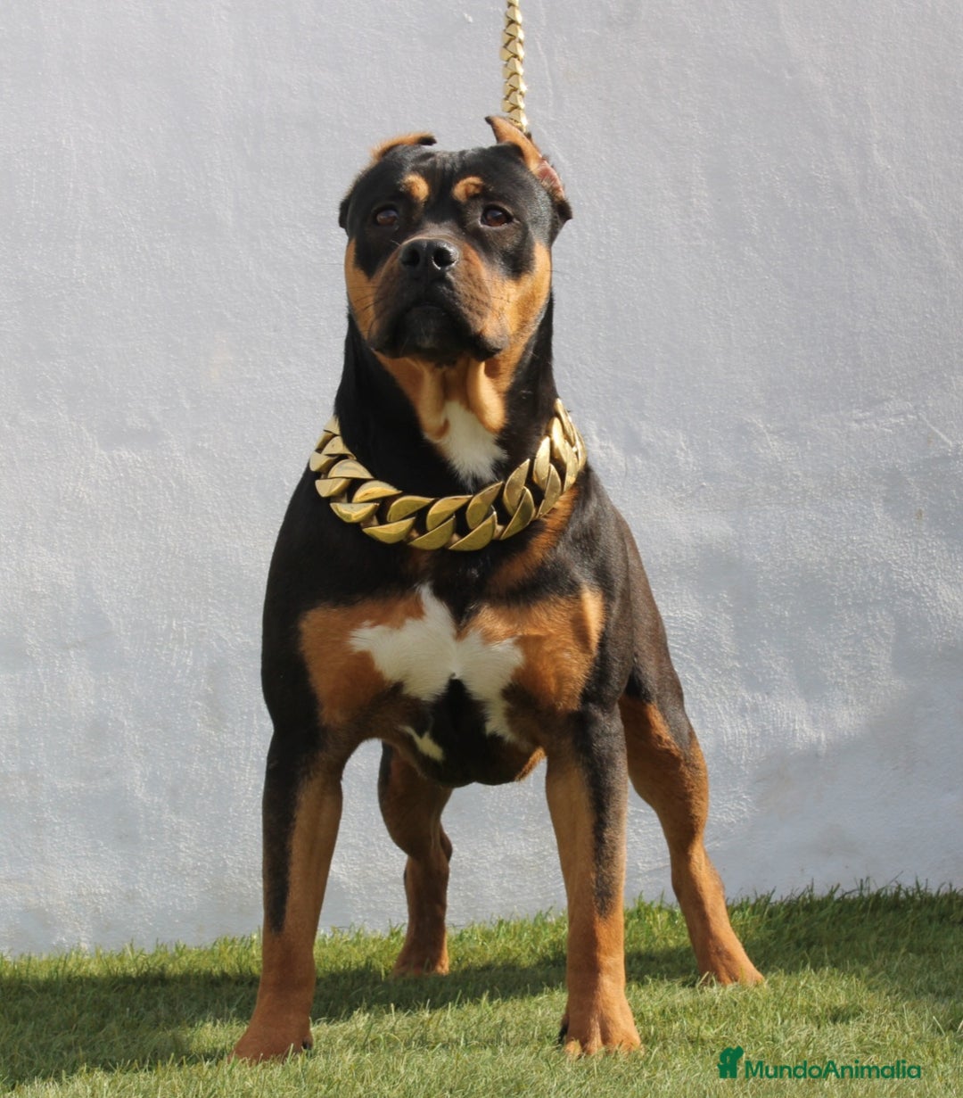 American Pit Bull Terrier perros en venta: American pitbull terrier mejor criadero de España  - Imagen 1