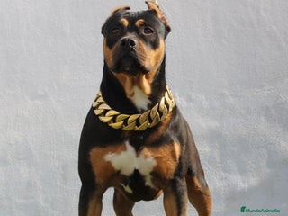 American Pit Bull Terrier perros - Anuncio 8