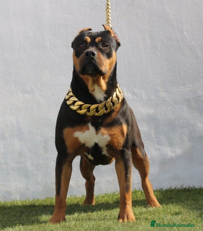 American Pit Bull Terrier perros - Anuncio 9