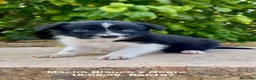 Border Collie perros en venta: BORDER COLLIE DE VILLA BIZNAGA - Anuncio 11