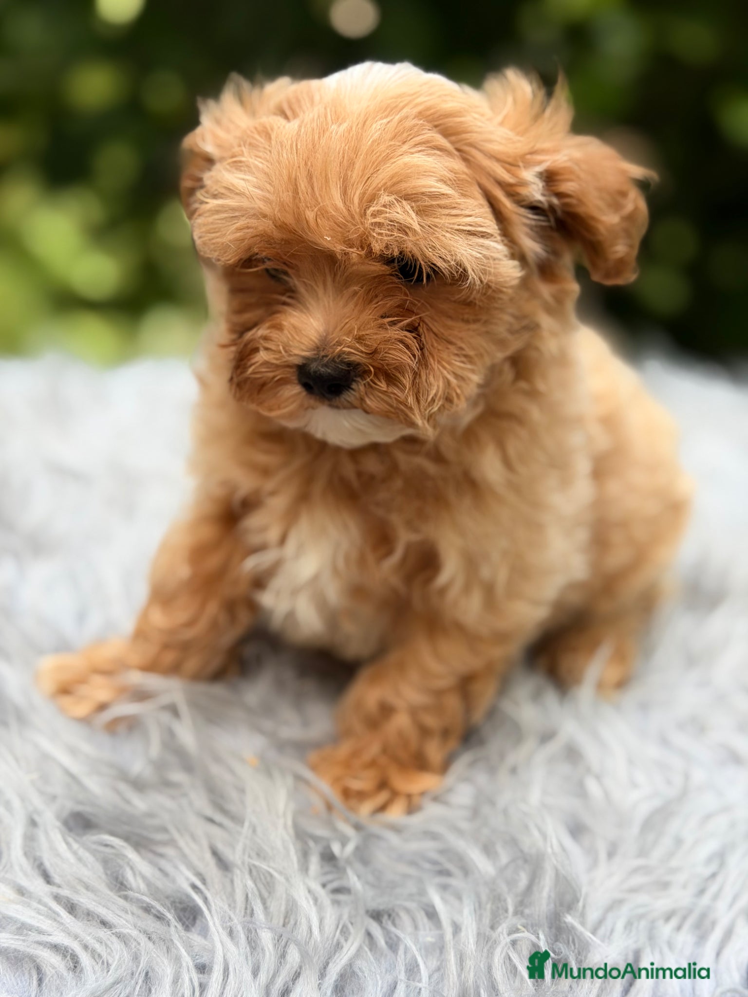 Maltipoo perros en venta: Maltipoo Minitoy macho  - Anuncio 3