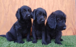 Labradoodle perros en venta: Labradoodle ( precio real y fotos reales) - Imagen 3