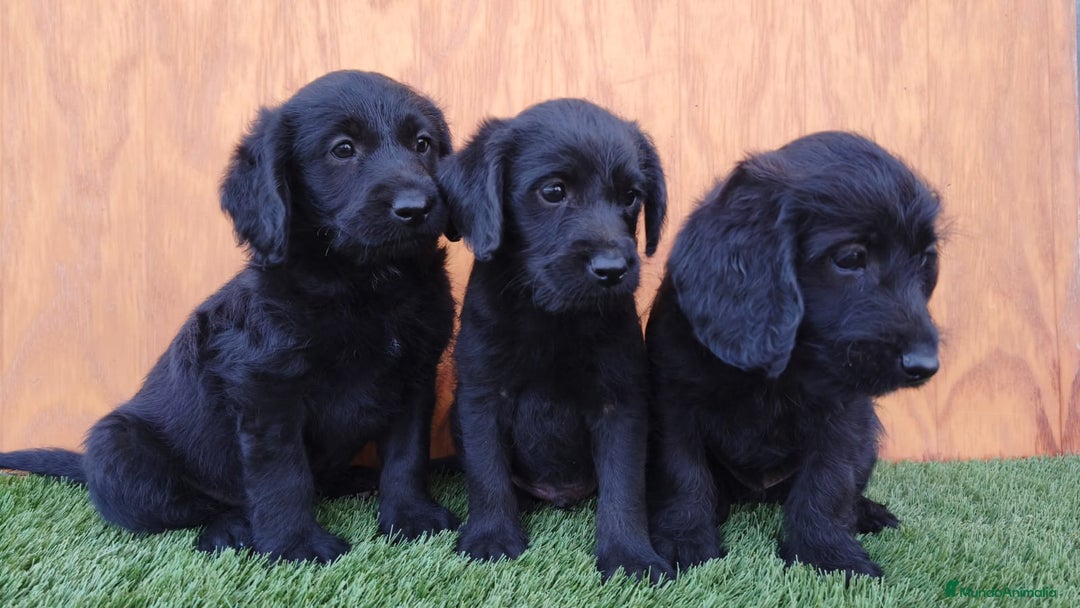 Labradoodle perros en venta: Labradoodle ( precio real y fotos reales) - Imagen 3